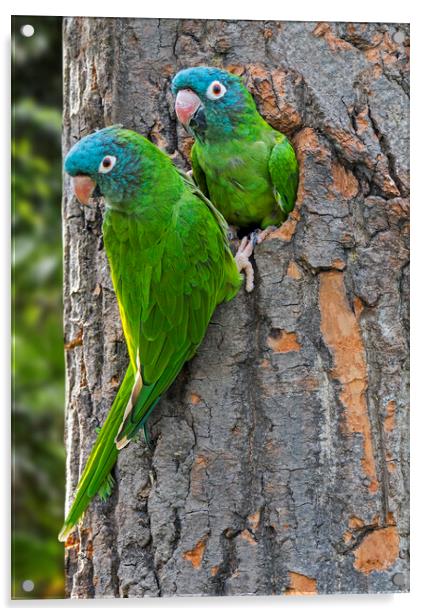Blue-Crowned Parakeet Couple Acrylic by Arterra 