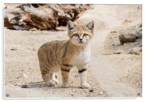 Sand Cat in Desert Acrylic by Arterra 