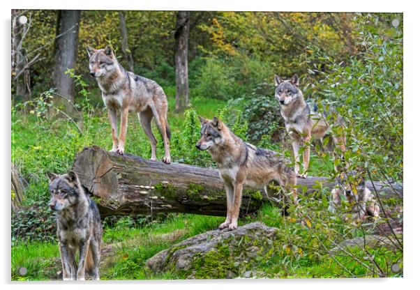 Hunting Wolf Pack Acrylic by Arterra 