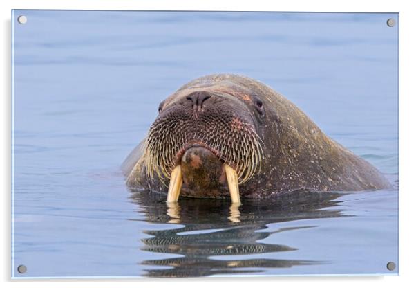 Walrus in the Arctic Ocean Acrylic by Arterra 