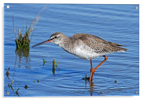 Spotted Redshank Acrylic by Arterra 