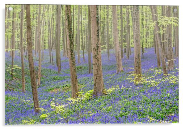 Bluebell Flowers in Beech Forest Acrylic by Arterra 