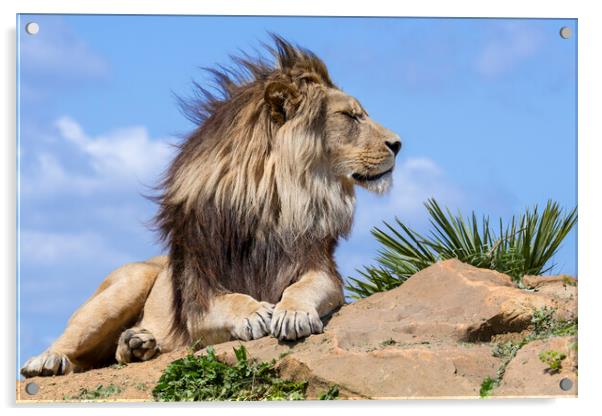 Lion on a Windy Day Acrylic by Arterra 