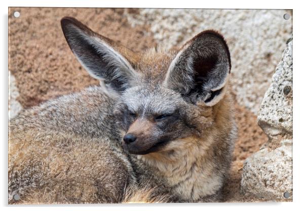 Bat-Eared Fox Acrylic by Arterra 