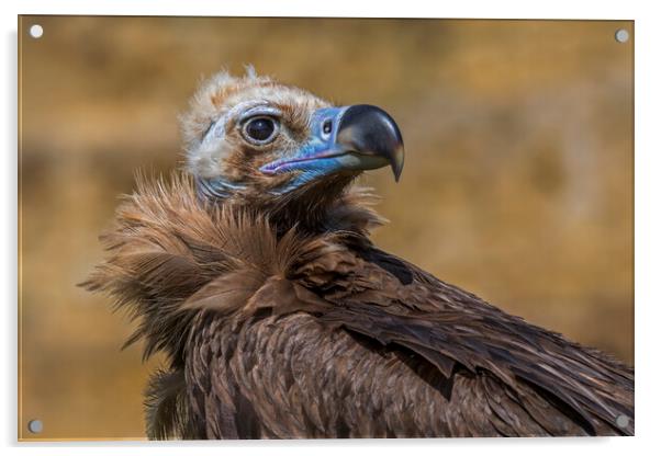 Cinereous Vulture Acrylic by Arterra 