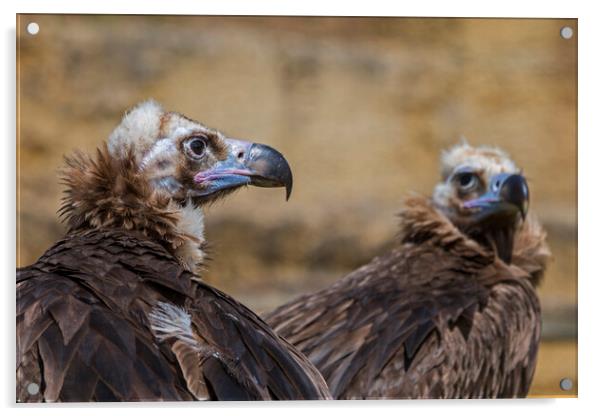 Two Monk Vultures Acrylic by Arterra 