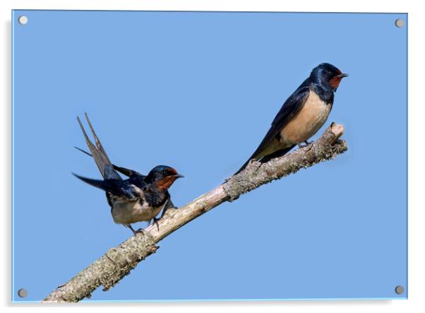 Two Barn Swallows Acrylic by Arterra 