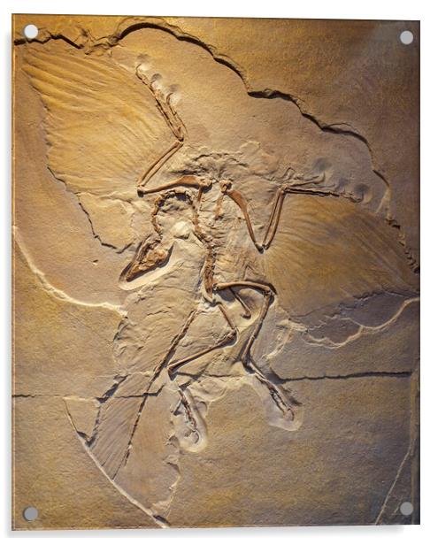 Berlin Archaeopteryx Fossil Acrylic by Arterra 