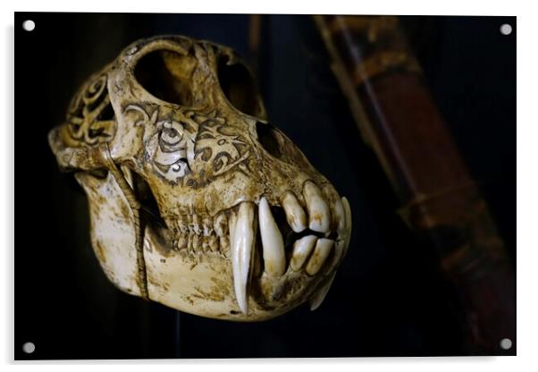 Sun Bear Skull Acrylic by Arterra 