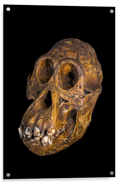 Bornean Orangutan Skull Acrylic by Arterra 
