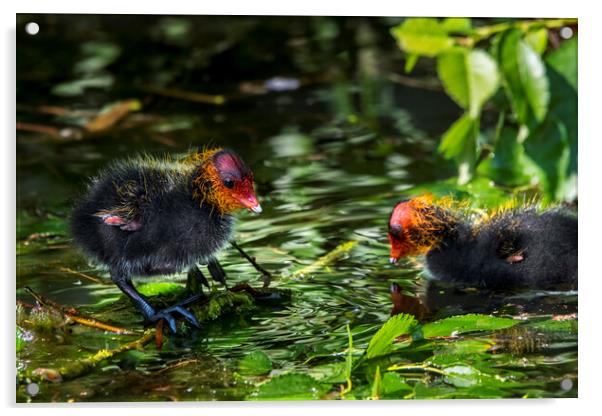Coot Chicks in Pond Acrylic by Arterra 