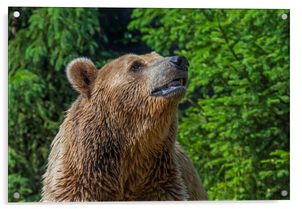 Brown Bear in Forest Acrylic by Arterra 