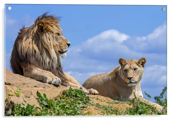 African Lion Pair Acrylic by Arterra 