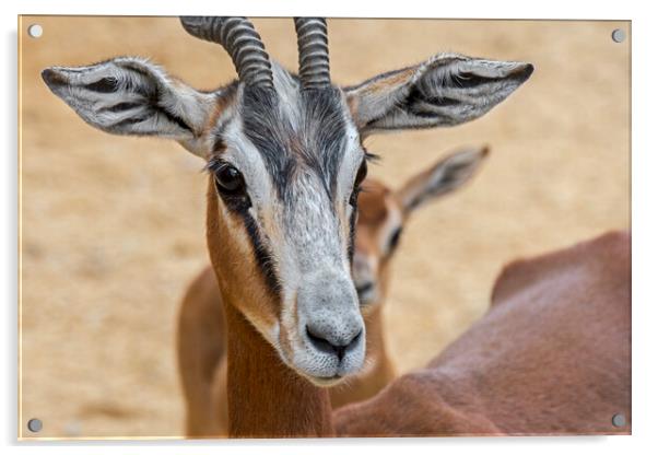 Mhorr Gazelle with Fawn Acrylic by Arterra 