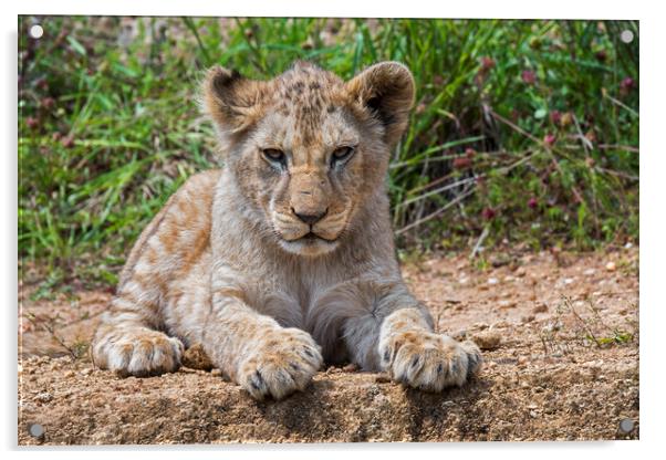 African Lion Cub Acrylic by Arterra 