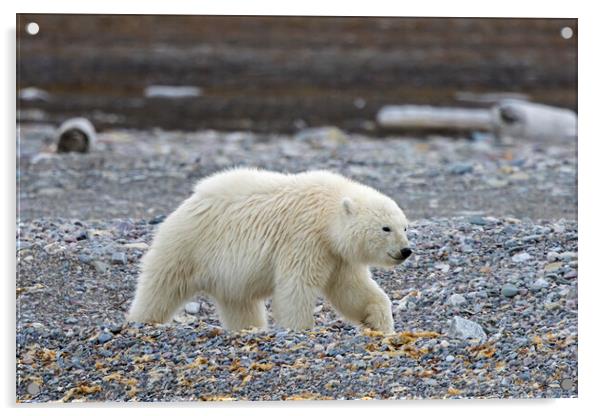 Polar Bear Cub in Svalbard Acrylic by Arterra 