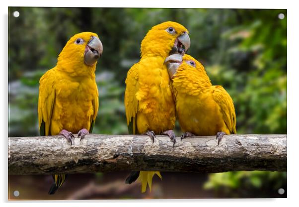 Golden Parakeets Acrylic by Arterra 