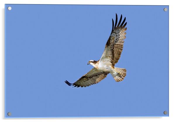 Flying Osprey Acrylic by Arterra 