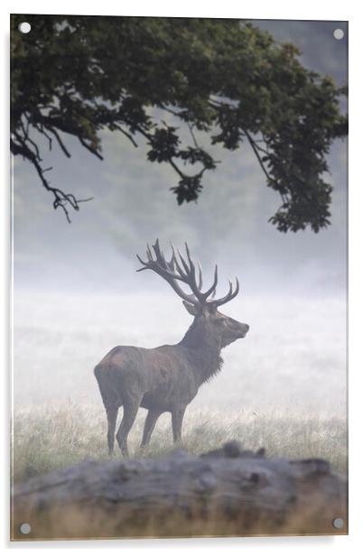 Red Deer Stag in Autumn Mist Acrylic by Arterra 