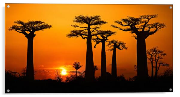 Baobab Trees at Sunset Acrylic by Arterra 