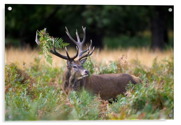 Red Deer with Ferns Acrylic by Arterra 