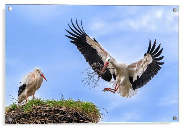 White Storks Building Nest Acrylic by Arterra 