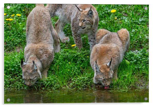 Drinking Lynxes Acrylic by Arterra 