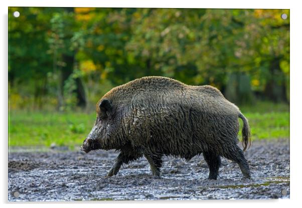 Wild Boar in Woodland Acrylic by Arterra 