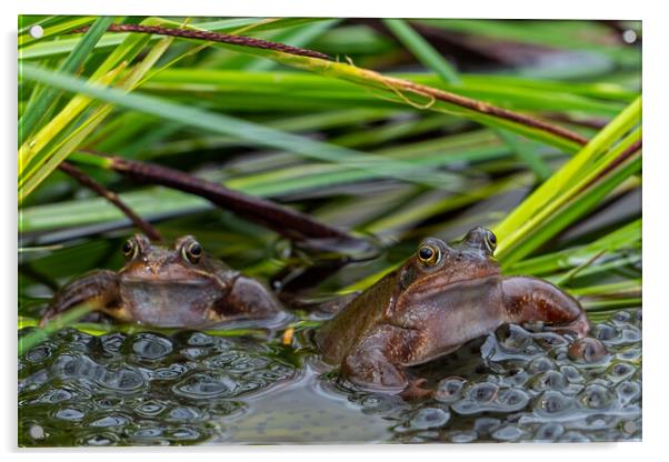Two Brown Frogs in Pond Acrylic by Arterra 
