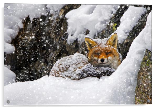 Red Fox during Snowfall Acrylic by Arterra 
