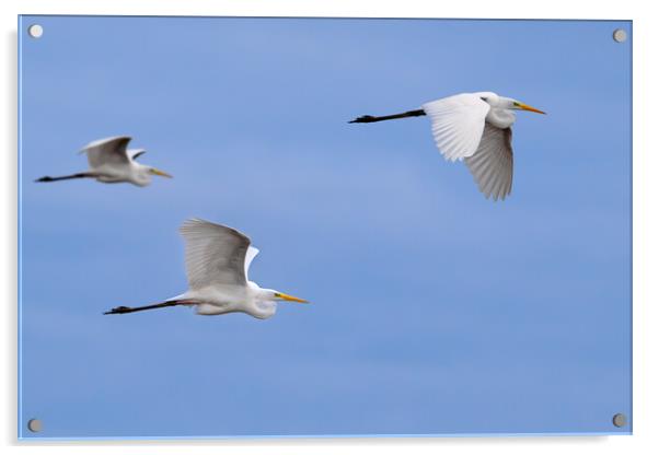 Great White Egrets in Flight Acrylic by Arterra 