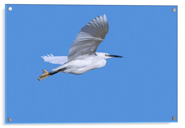 Flying Little Egret Acrylic by Arterra 