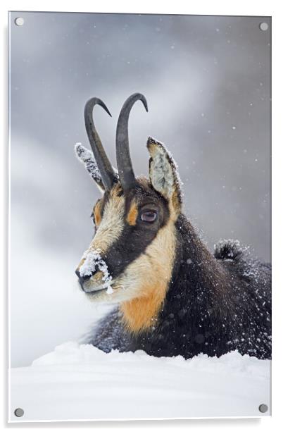 Alpine Chamois in the Snow Acrylic by Arterra 