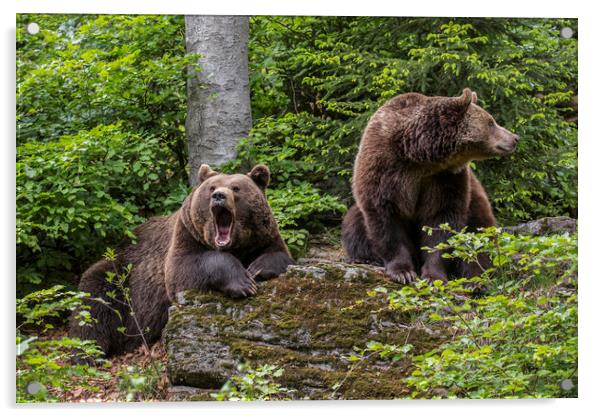 Brown Bear Couple in Forest Acrylic by Arterra 