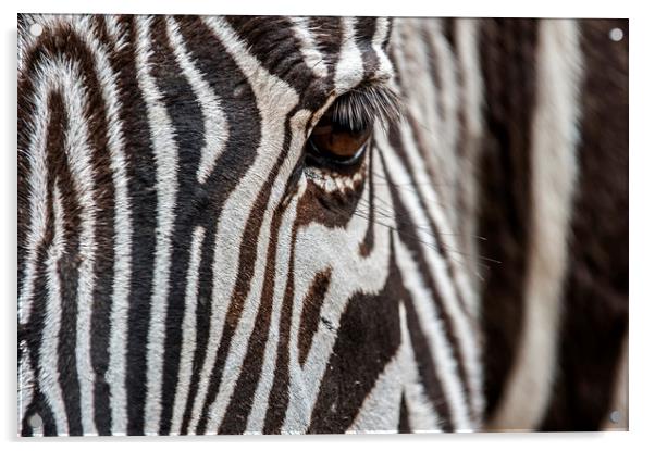 Zebra Stripes Acrylic by Arterra 