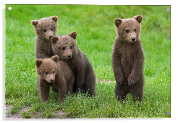Brown Bear Cubs Acrylic by Arterra 