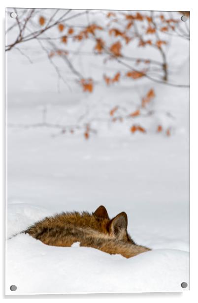 Sleeping Wolf in Winter Acrylic by Arterra 