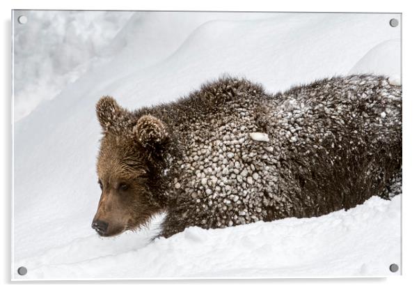 Brown Bear Cub in the Snow Acrylic by Arterra 