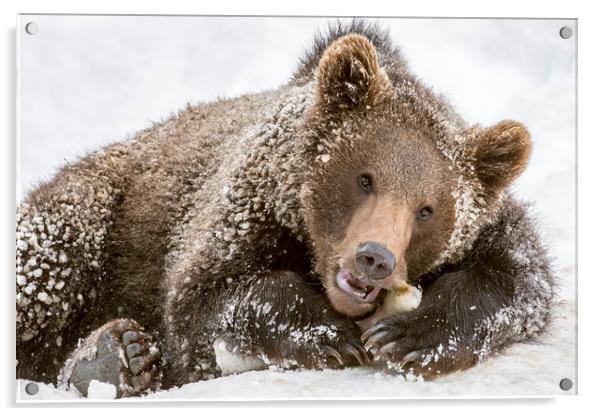 Brown Bear Cub Chewing Bone Acrylic by Arterra 