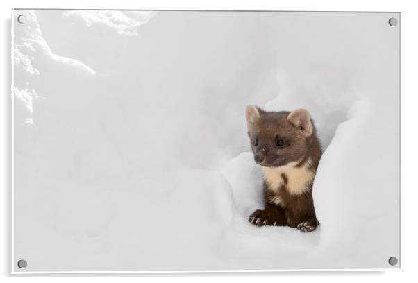 Curious Pine Marten in the Snow Acrylic by Arterra 