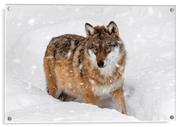 Wolf in the Snow in Winter Acrylic by Arterra 