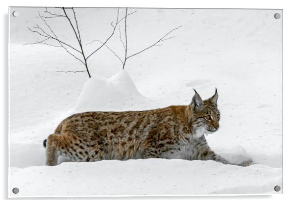 Lynx Hunting in the Snow in Winter Acrylic by Arterra 