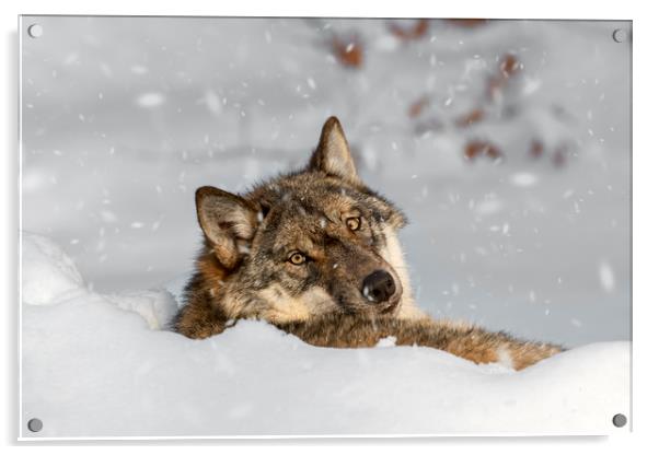 Wolf Resting in the Snow in Winter Acrylic by Arterra 