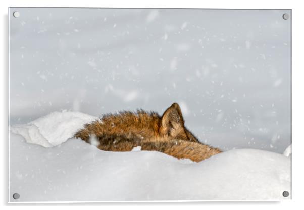 Wolf Sleeping in the Snow in Winter Acrylic by Arterra 