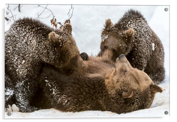 Brown Bear Suckling Cubs in the Snow Acrylic by Arterra 