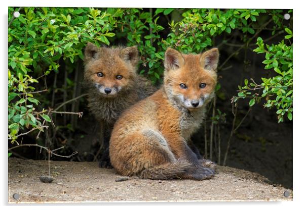 Cute Red Fox Cubs Acrylic by Arterra 