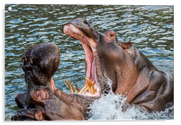 Fighting Hippos Acrylic by Arterra 