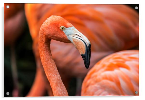 Caribbean flamingos Acrylic by Arterra 