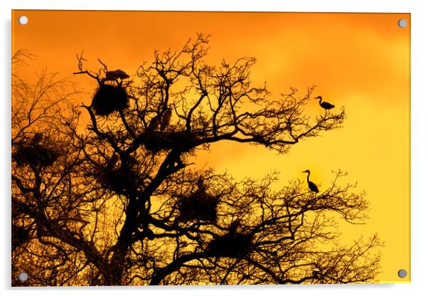 Heronry at Sunset Acrylic by Arterra 