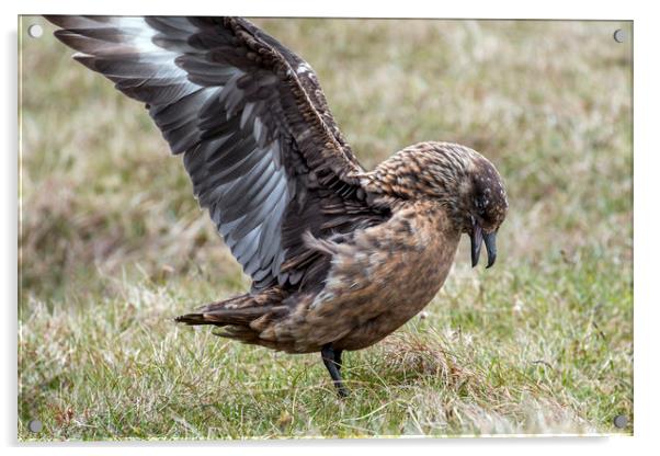 Great Skua, Shetland Acrylic by Arterra 